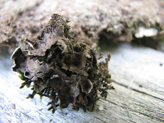 Peltigera lepidophora