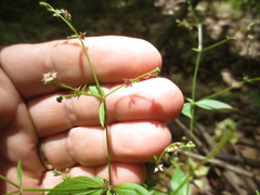 Galium latifolium