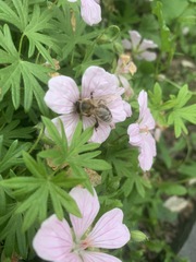 Apis mellifera