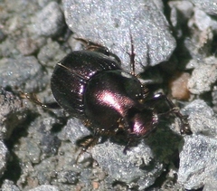 Onthophagus orpheus
