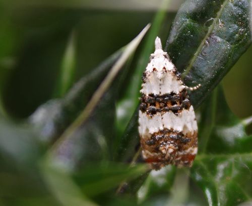 Phtheochroa duponchelana