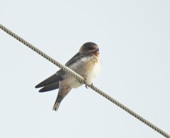 Petrochelidon fulva