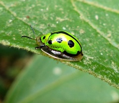 Coptocycla adamantina