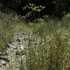 Perideridia kelloggii