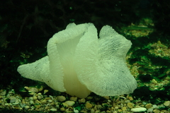 Stichodactyla