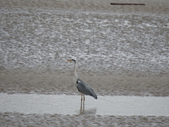 Ardea cinerea