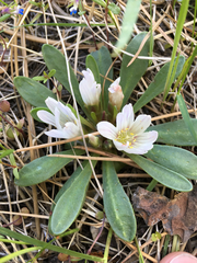 Lewisia brachycalyx