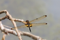 Rhyothemis phyllis snelleni