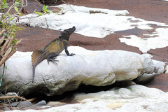 Hydrosaurus microlophus