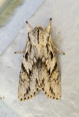 Egira simplex