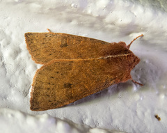 Orthosia transparens