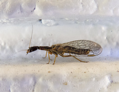 Raphidiidae