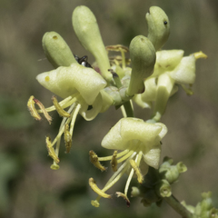 Lonicera interrupta