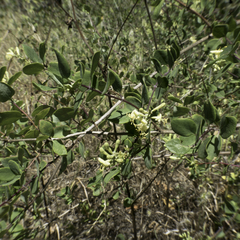 Lonicera interrupta