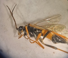 Tenthredopsis scutellaris