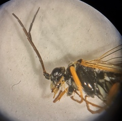 Tenthredopsis scutellaris