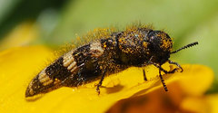 Acmaeodera diffusa