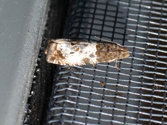 Notocelia rosaecolana