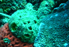 Cinachyrella