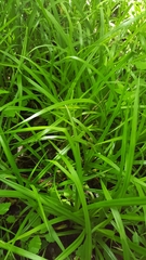 Carex scabrata