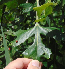 Acraspis quercushirta