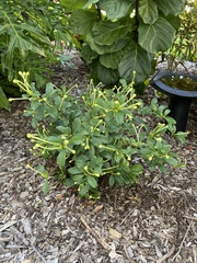Brunfelsia americana