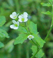 Cardamine amara