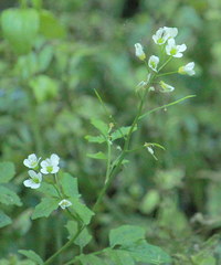 Cardamine amara