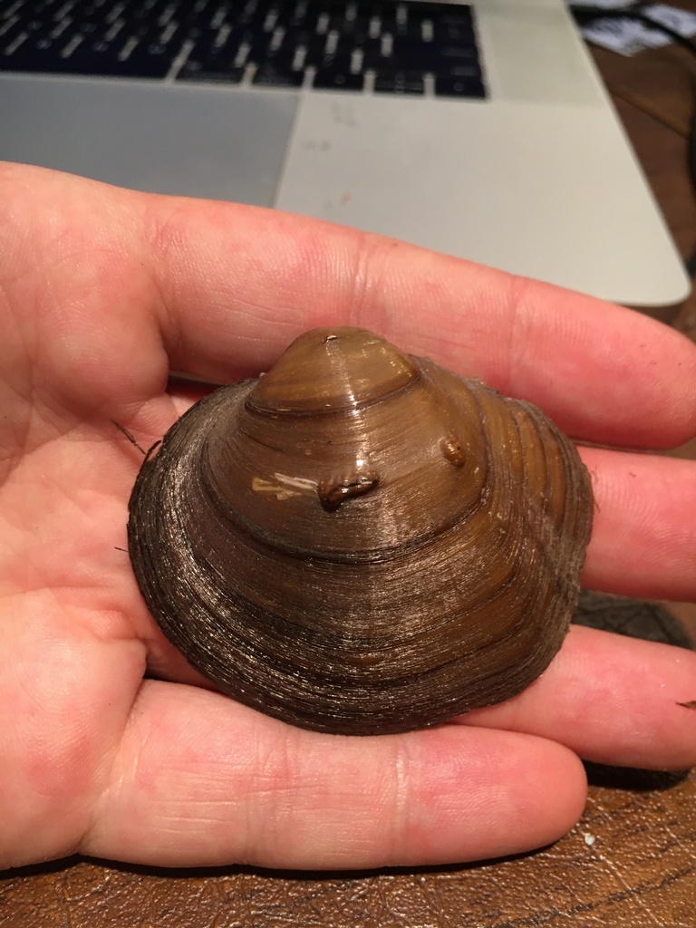 Pustulosa nodulata