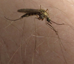 Ochlerotatus