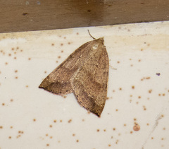 Thallophaga hyperborea