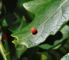 Acraspis quercushirta