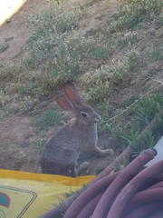Sylvilagus audubonii