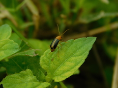 Cyclotrypema furcata