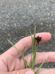 Juncus falcatus