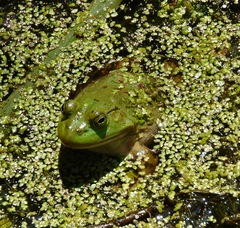 Lithobates catesbeianus