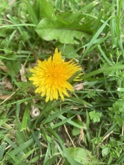 Taraxacum officinale