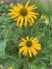 Asteroideae