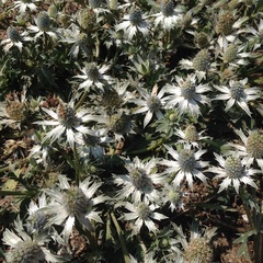 Eryngium carlinae