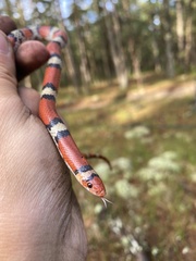 Cemophora coccinea copei