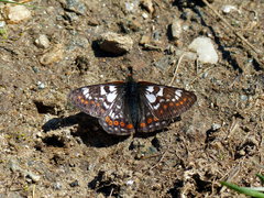 Euphydryas cynthia