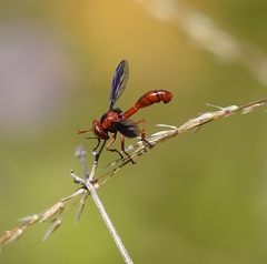 Physocephala burgessi