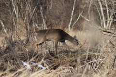 Odocoileus virginianus borealis