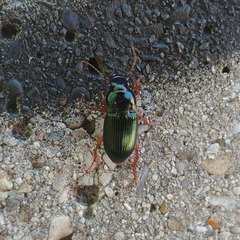 Harpalus affinis