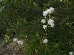 Mimosa bimucronata
