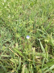 Veronica persica