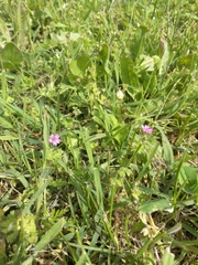 Geranium molle
