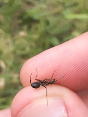 Formica cunicularia
