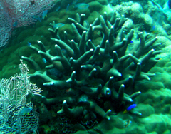 Porites cylindrica
