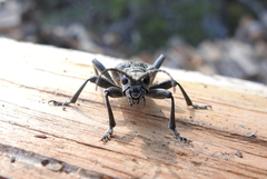 Rhagium mordax